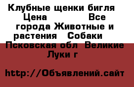 Клубные щенки бигля › Цена ­ 30 000 - Все города Животные и растения » Собаки   . Псковская обл.,Великие Луки г.